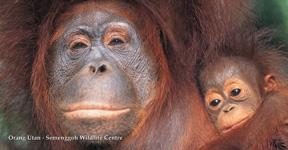 Semenggoh Wildlife Rehabilitation Centre