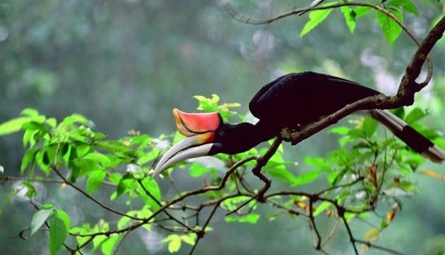 Matang Wildlife Centre