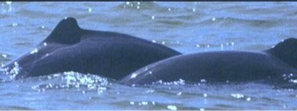 Irrawaddy River Dolphin Watching