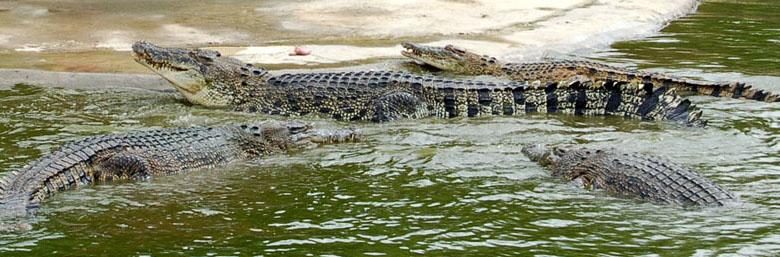 Tuaran Crocodile Farm