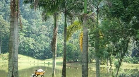 Forest Research Institute Malaysia ( FRIM )