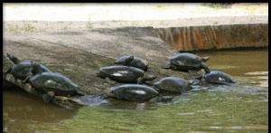 Bota Kanan Wildlife Conservation Centre