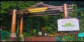 Bukit Nanas Forest Reserve