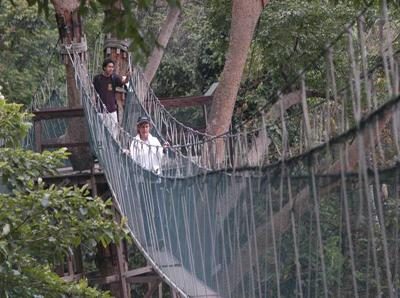 Canopy Walkway