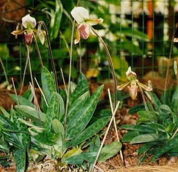 University Melaya Rimba Ilmu