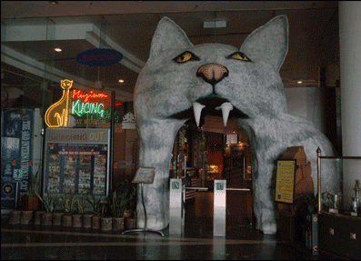 Cat Museum