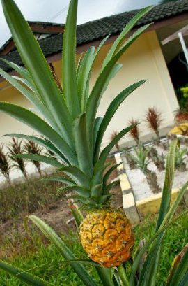 Pineapple Museum