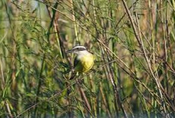 The Voice of Nature “Bird & Bush Cricket Festival” 2014
