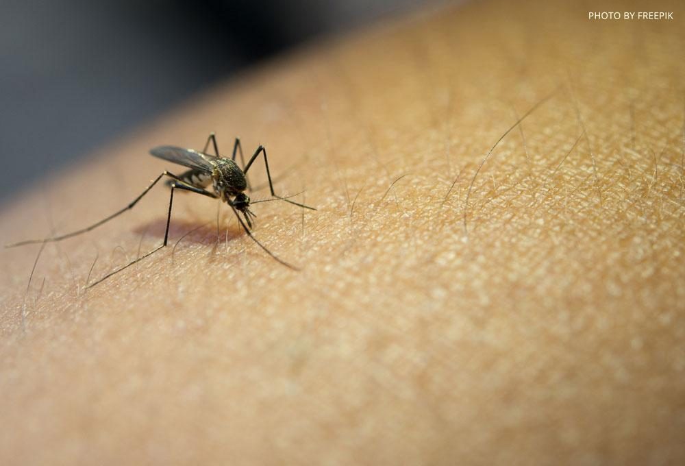 Dengue: A Big Threat To Your Little Ones