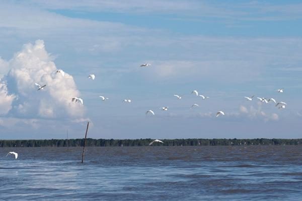 Kuala Gula Bird Sanctuary
