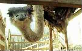 Ostrich Wonderland