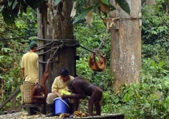 Sepilok Orang Utan Rehabilitation Centre