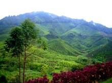 Sungai Palas Boh Tea Plantation